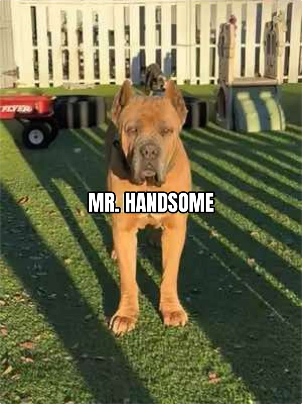 @The Bulldog Breeder