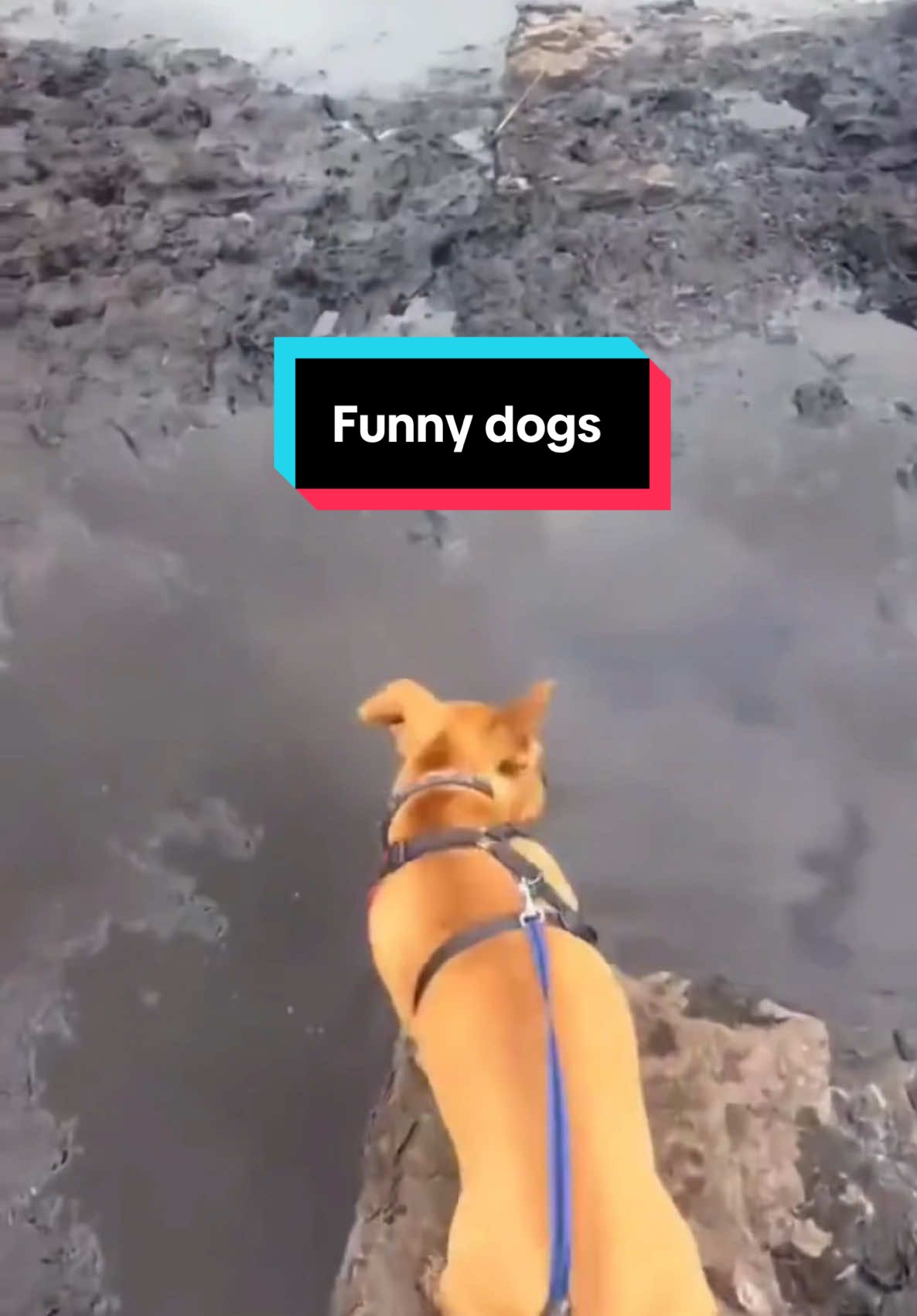 @Funny bunny
