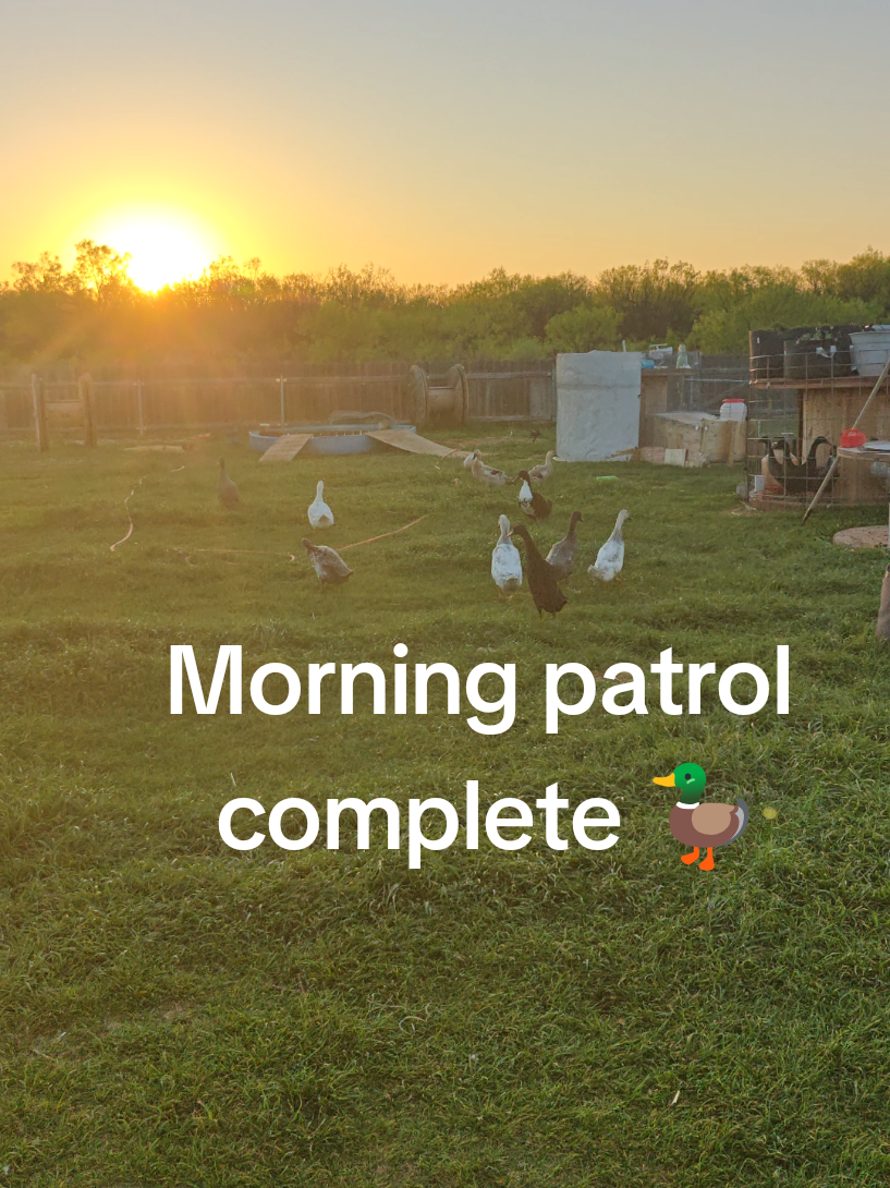 @Peaceful Point Homestead 🦆
