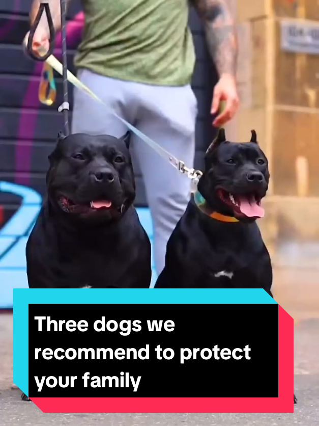 @The pet post