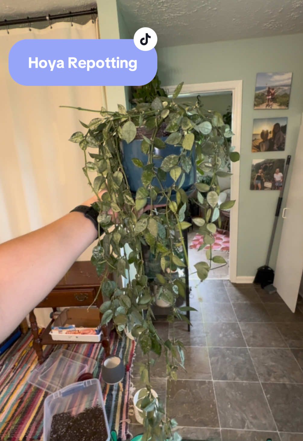 @Pretty Plants Nashville