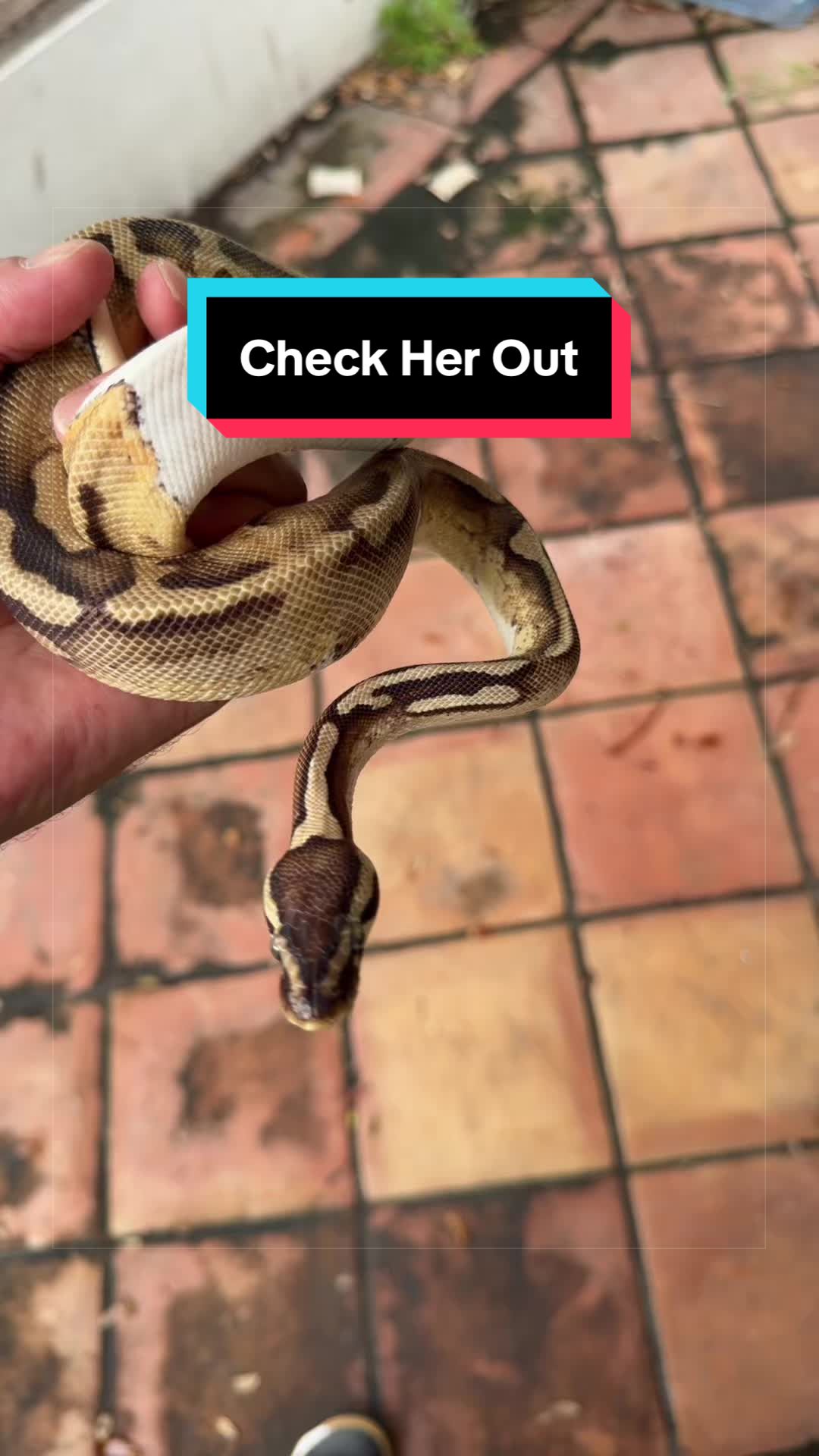 @HTL Exotics