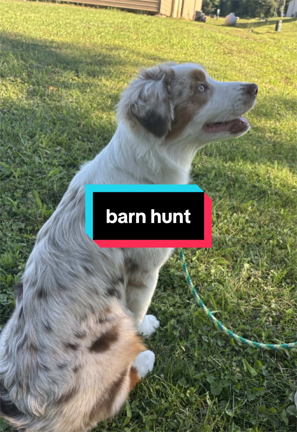 @Beck | Kentucky Dog Trainer