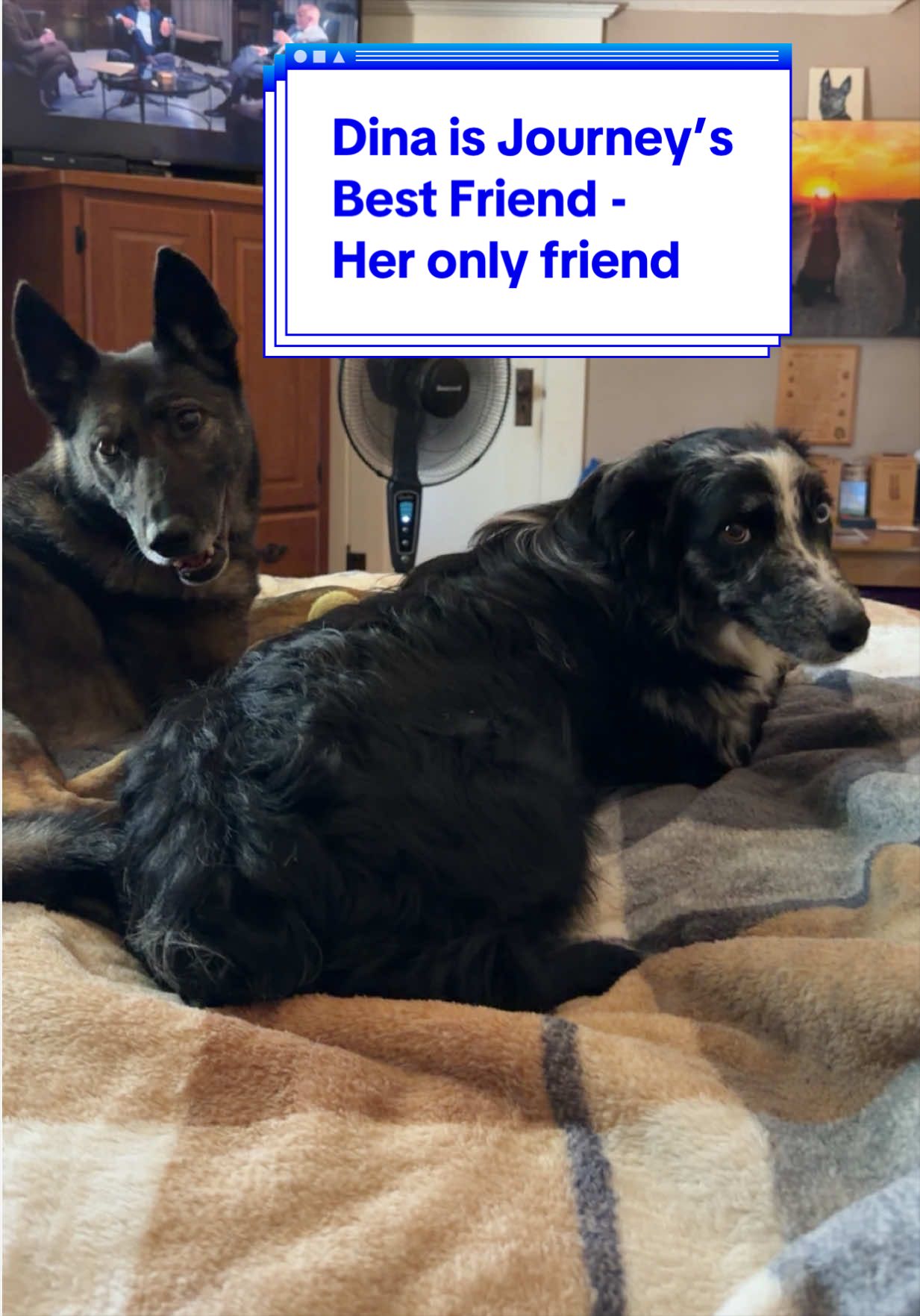 @K9 Dina
