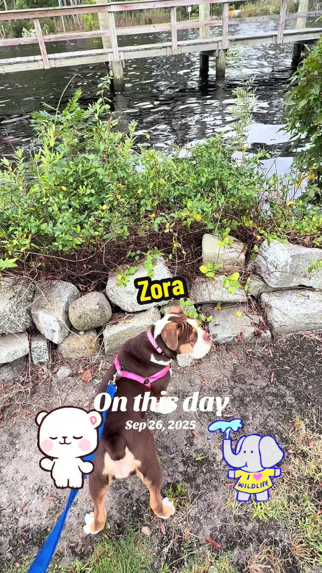 @Zora the bulldog