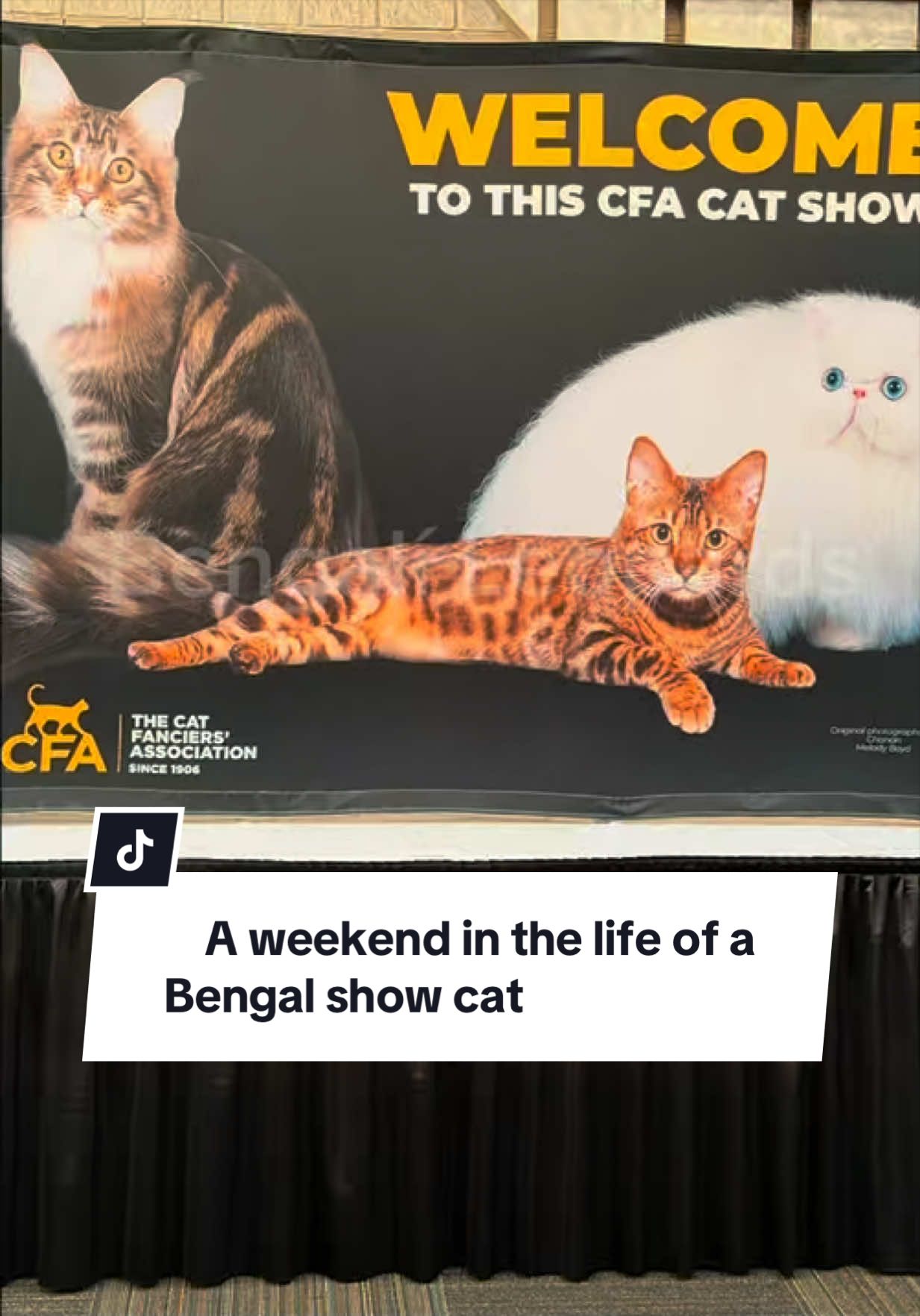 @ＢＥＮＧＡＬ&Iacute;&emsp;ＬＥＯＰＡＲＤＳ