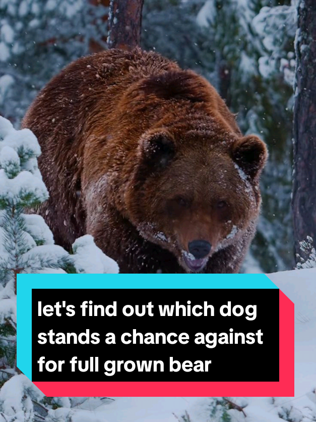 @The pet post