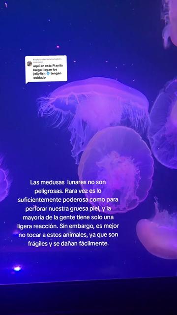 @🪸latinablogger