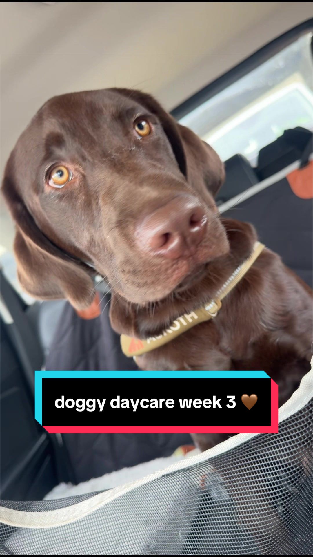 @Mel & Moose 🤎🐾