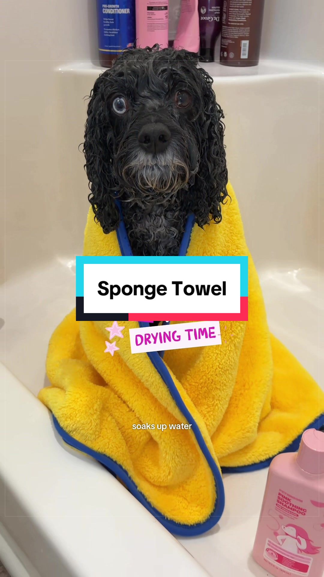 @Archie The Bernedoodle
