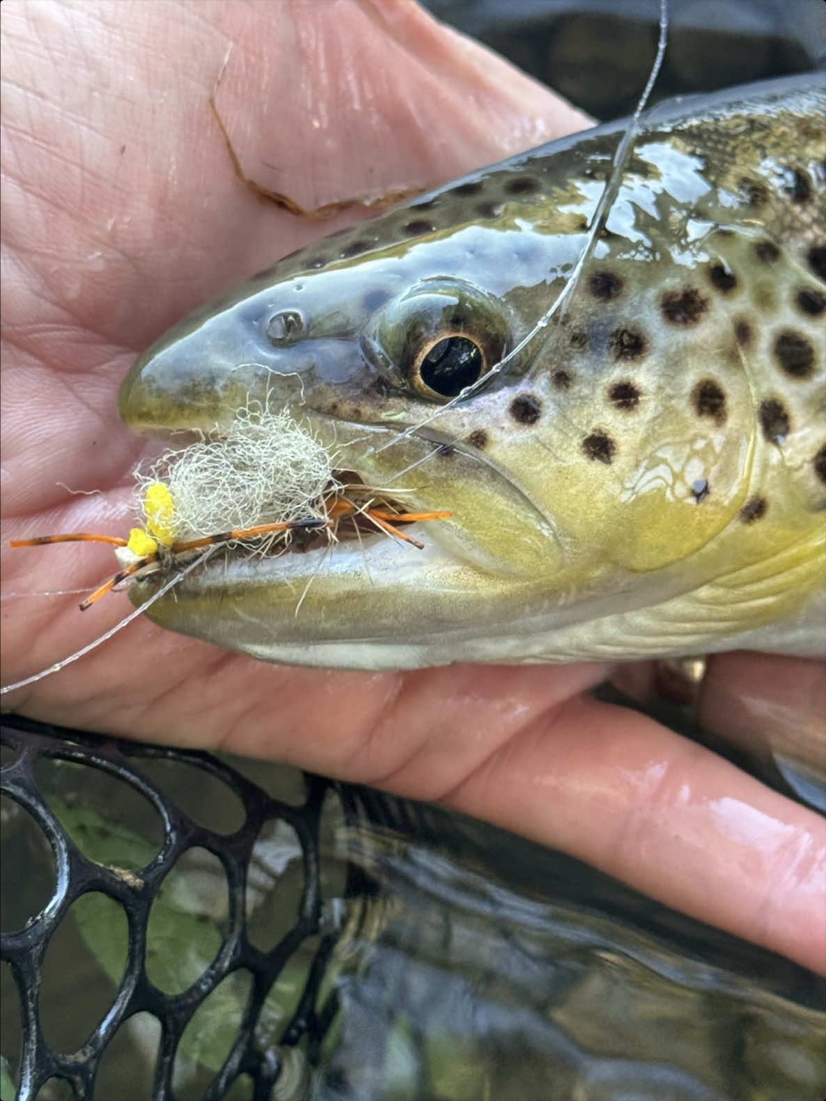 @FlyFishDelawhere