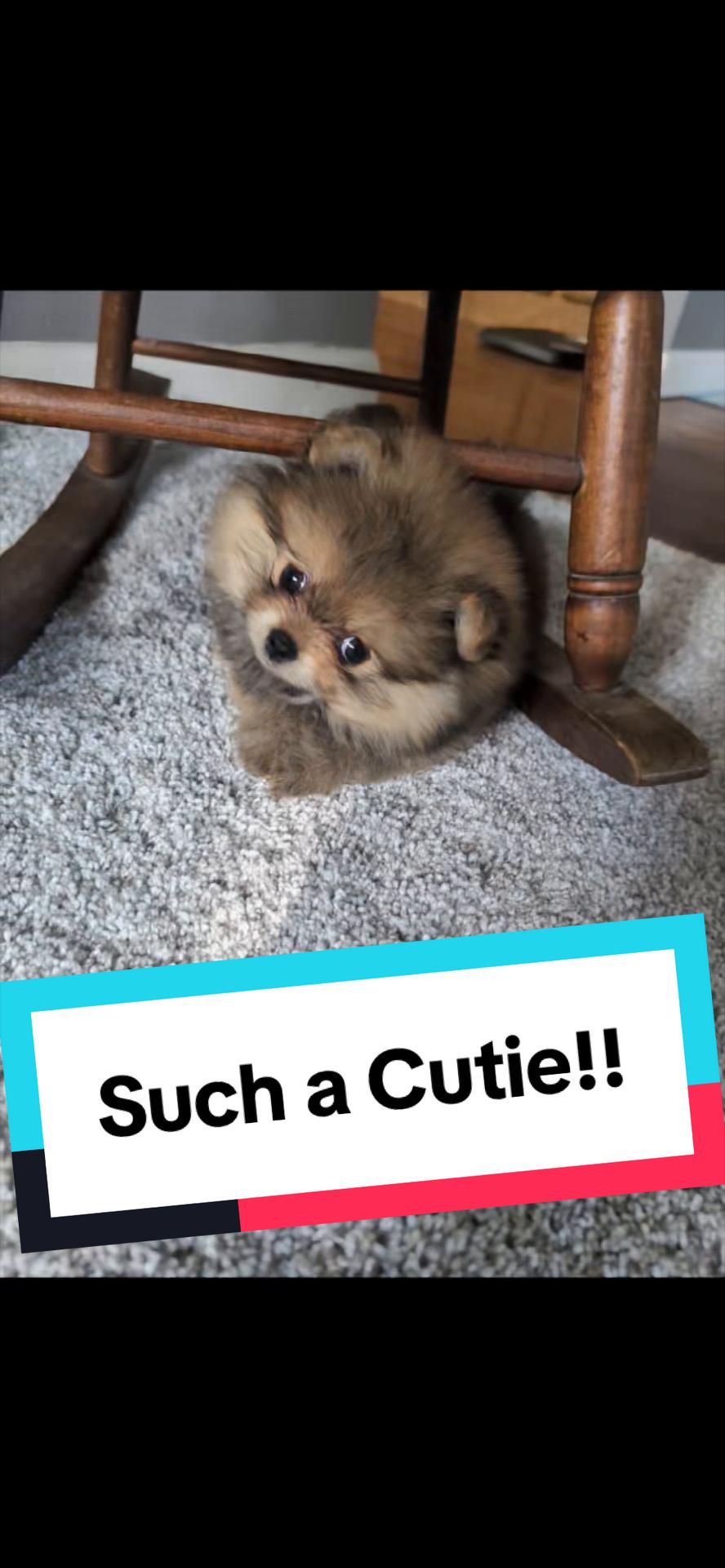 @blessedlittlepaw
