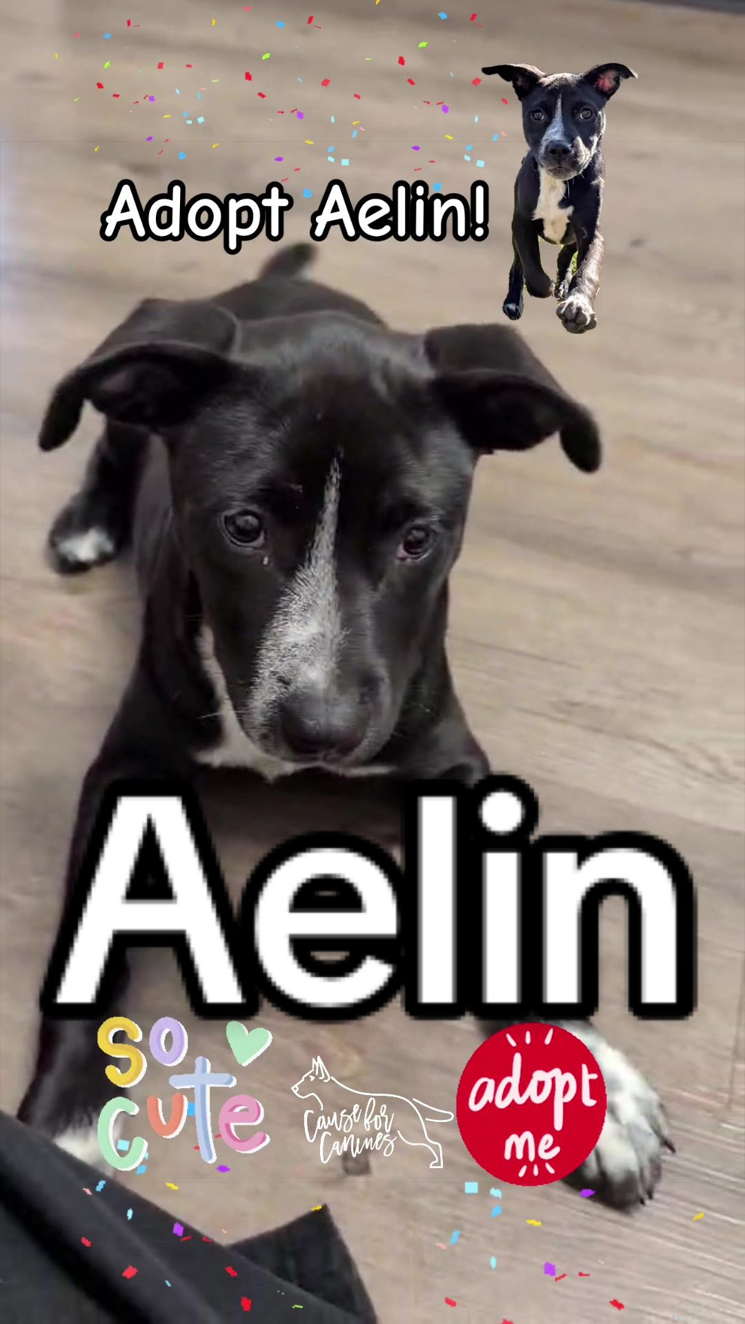 @causeforcaninesrescue