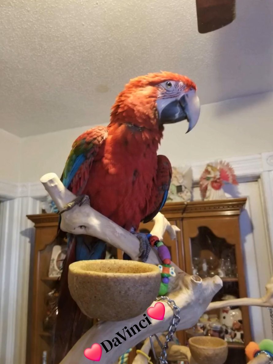 @🦋🇵🇷Mom of Parrots🇵🇷🦋