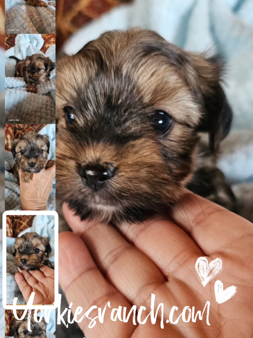 @yorkiesranch com