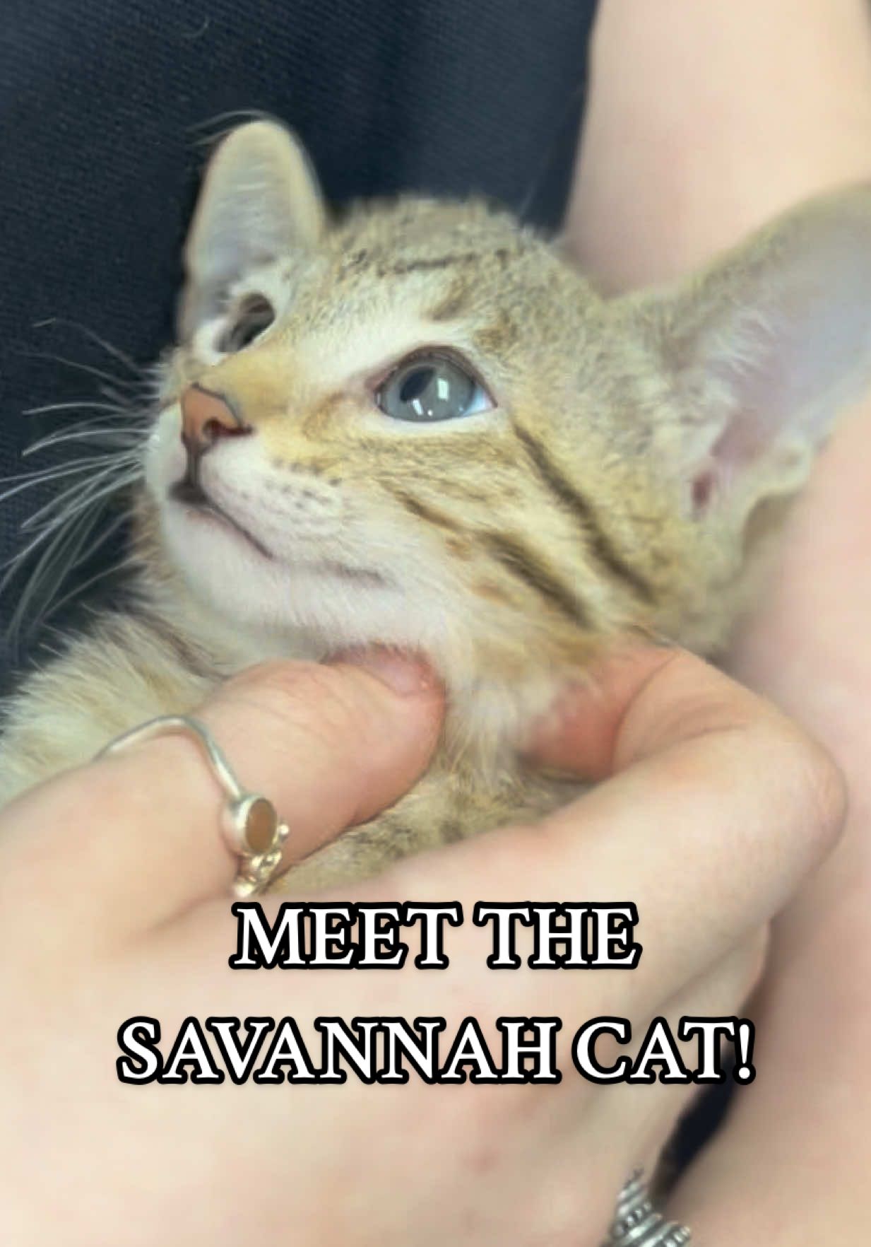 @Petland Oklahoma City