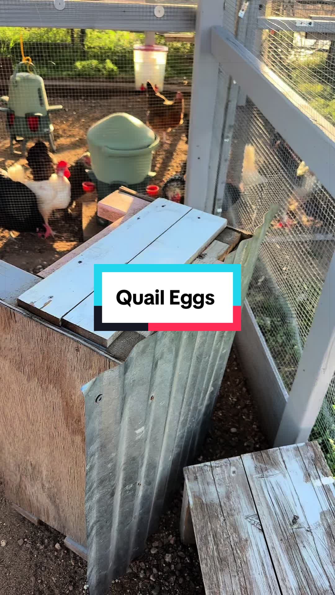 @ChickenSchmidtFarms