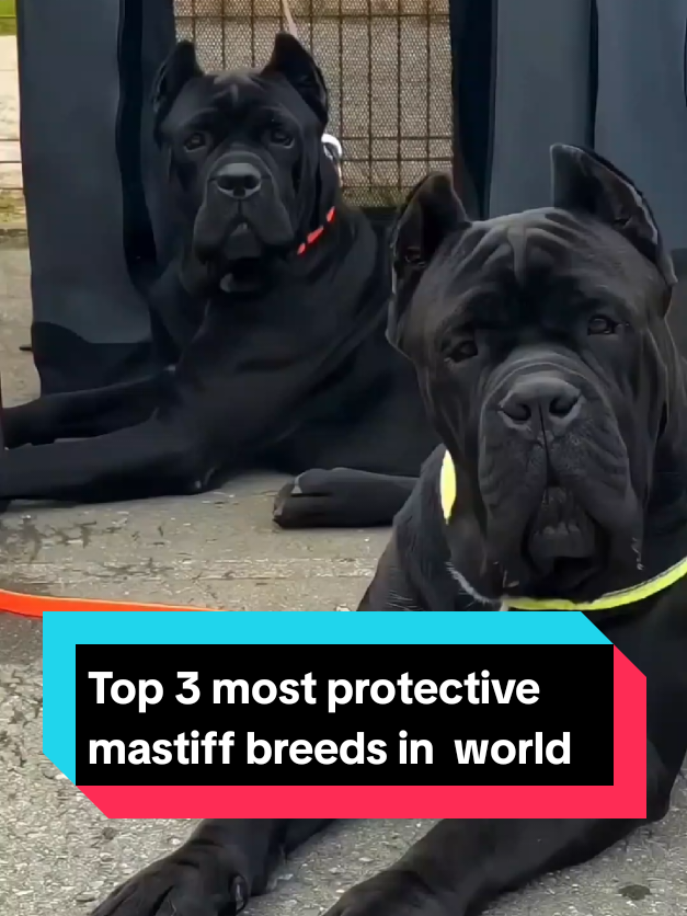 @The pet post