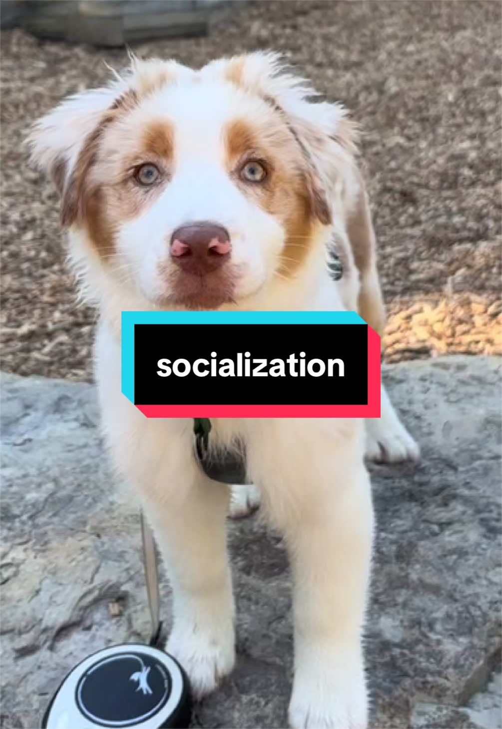 @Beck | Kentucky Dog Trainer
