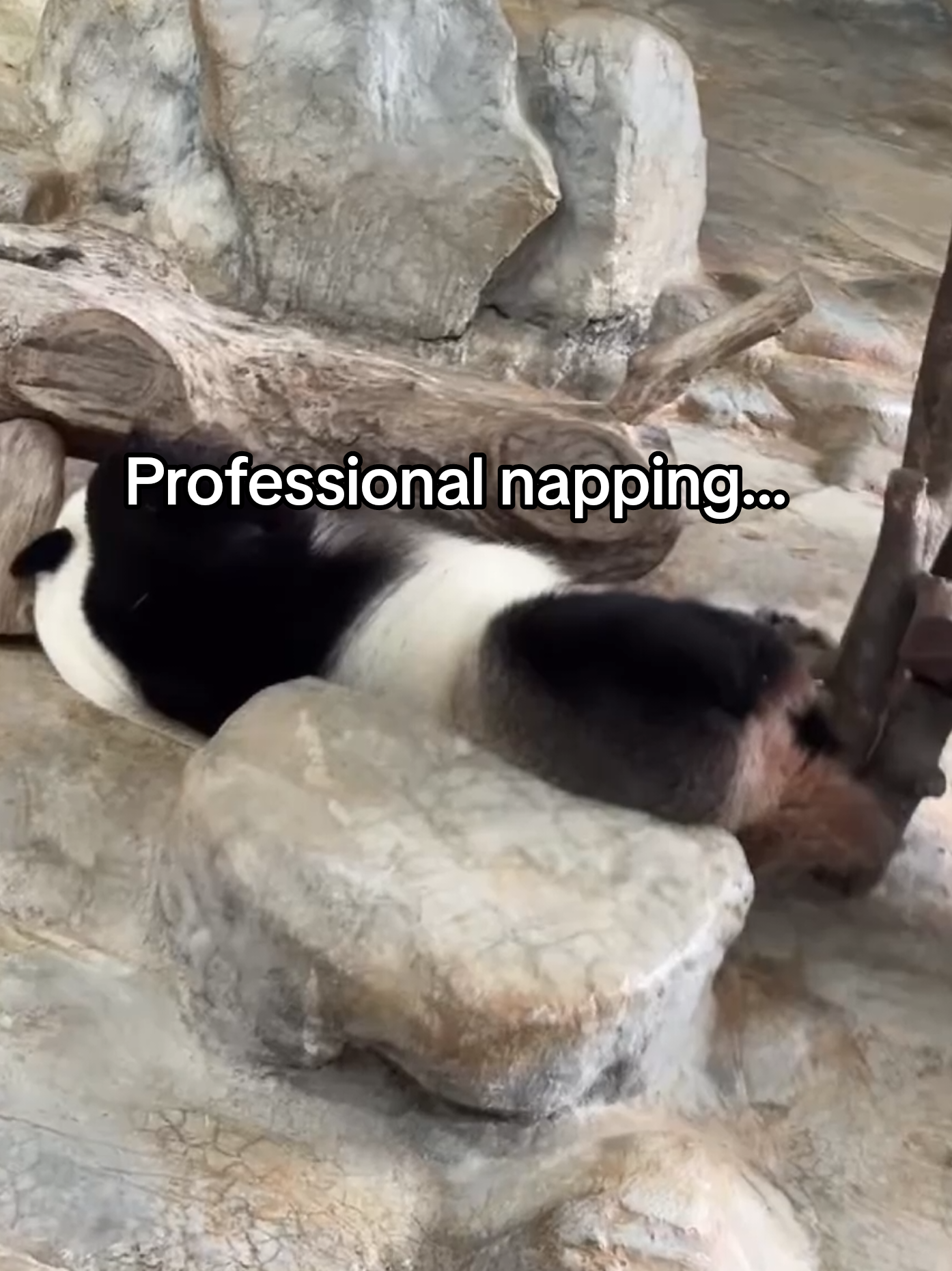@PandaHut