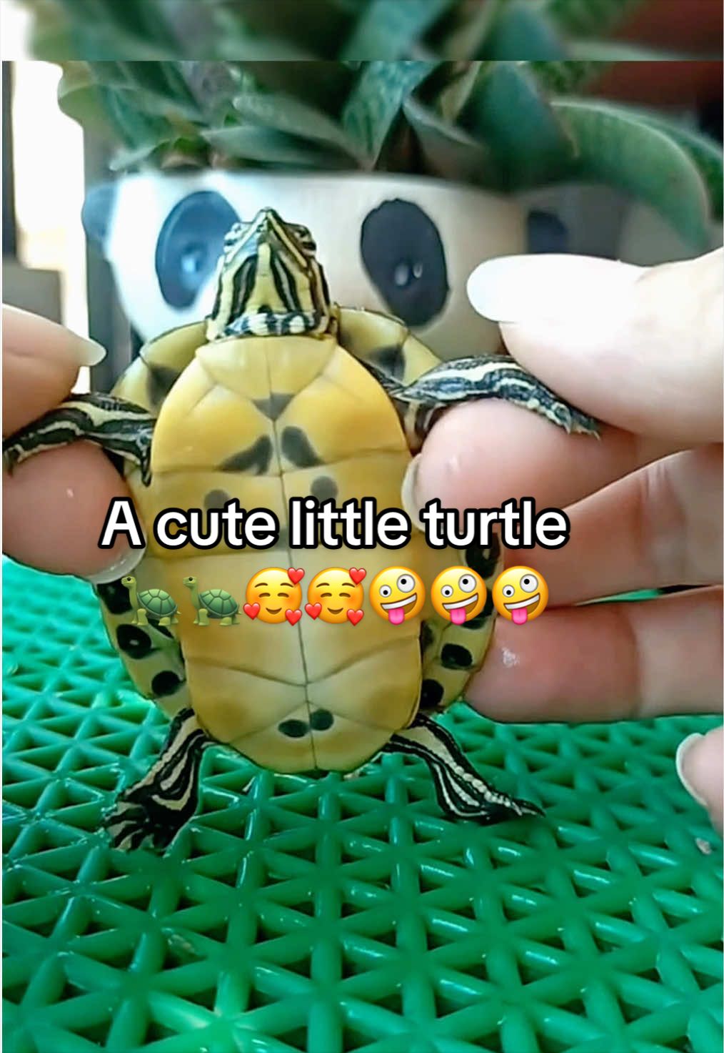 @Mr. Turtle