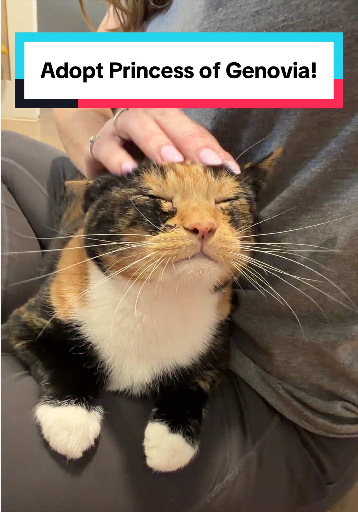 @PAWS Shelter
