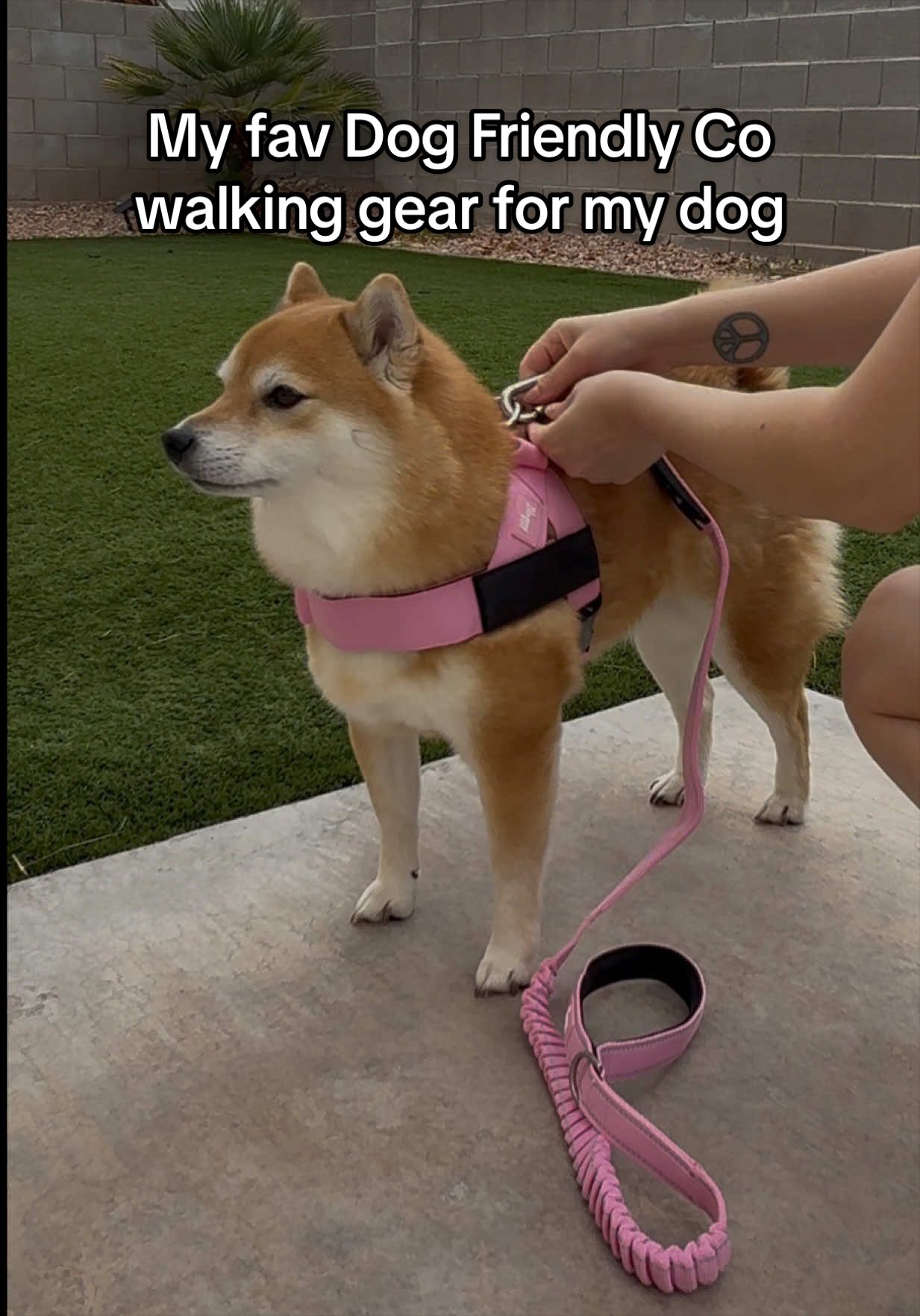 @Flock of Shibas 🐕🐕🐕