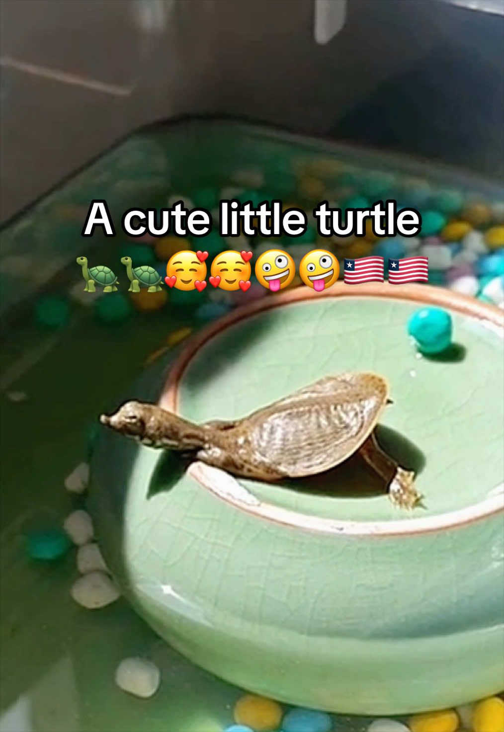 @Mr. Turtle