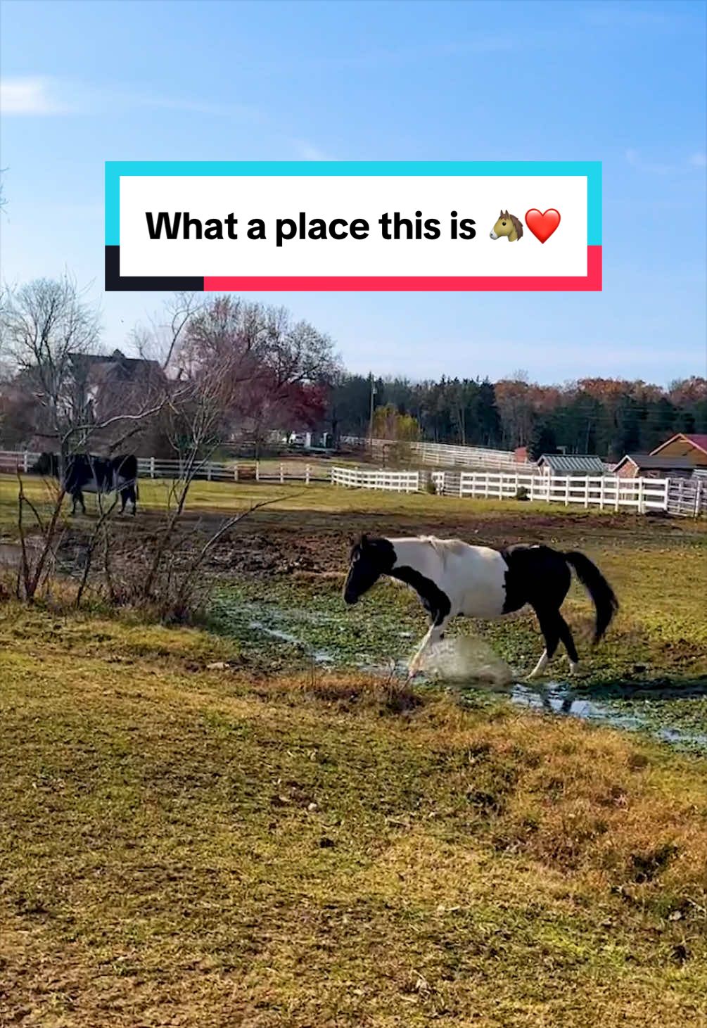 @The Gentle Barn | Sanctuary