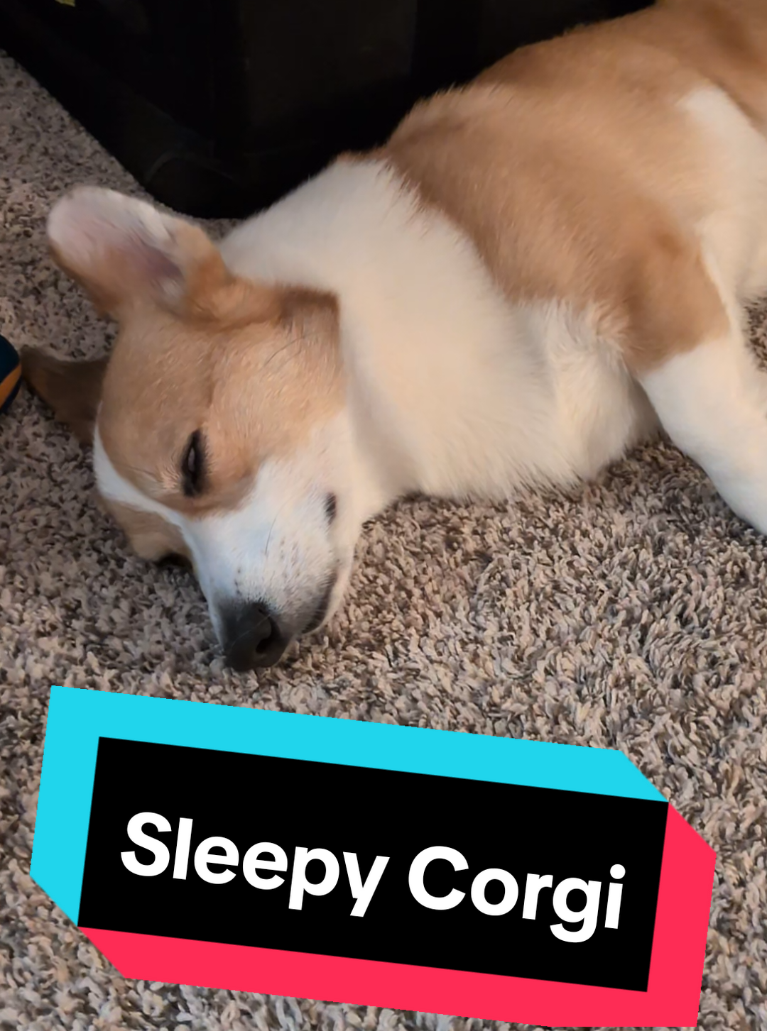 @Protocorg | Twitch Streamer