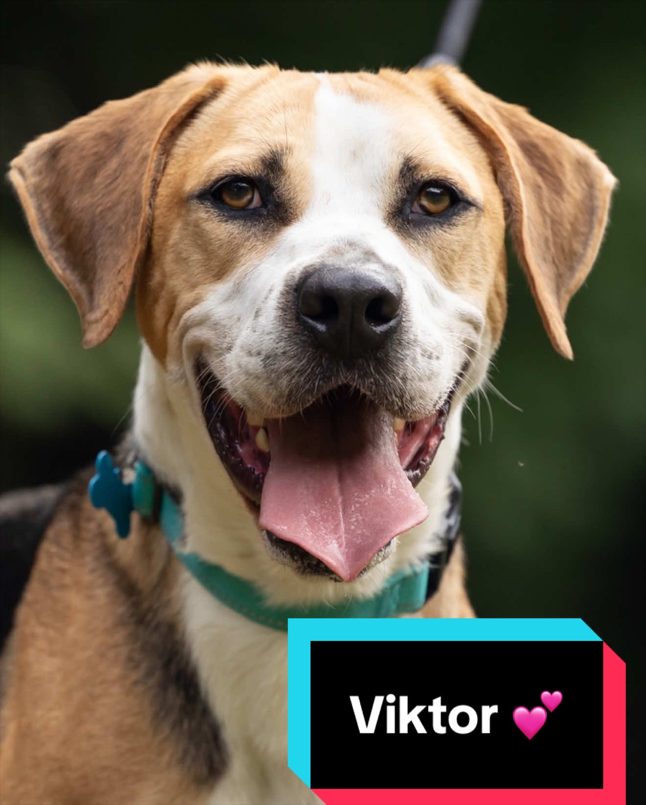 @Joyful Pets
