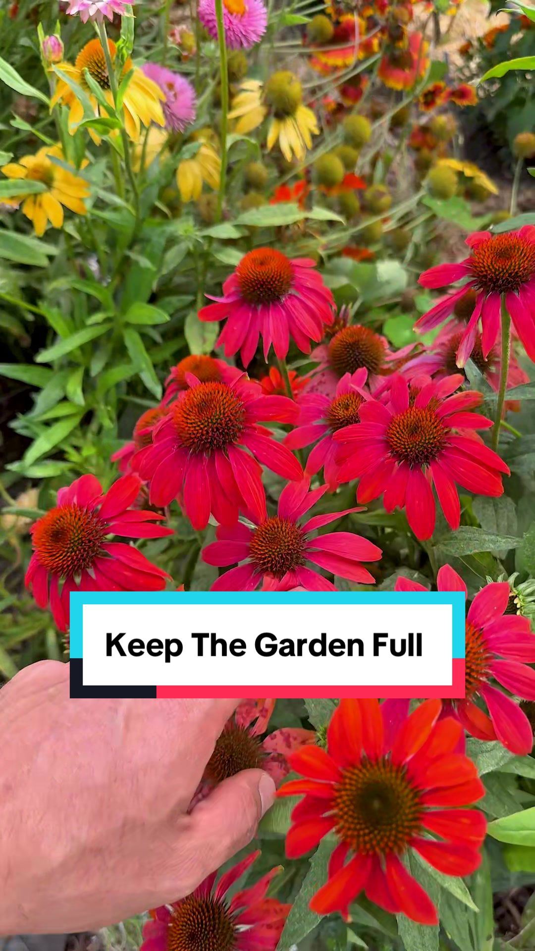 @jacquesinthegarden