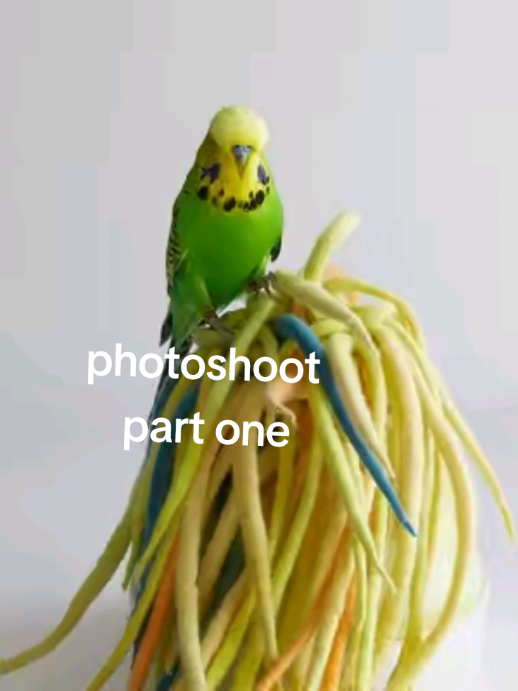 @Run Slow-Mo Charlie🦜