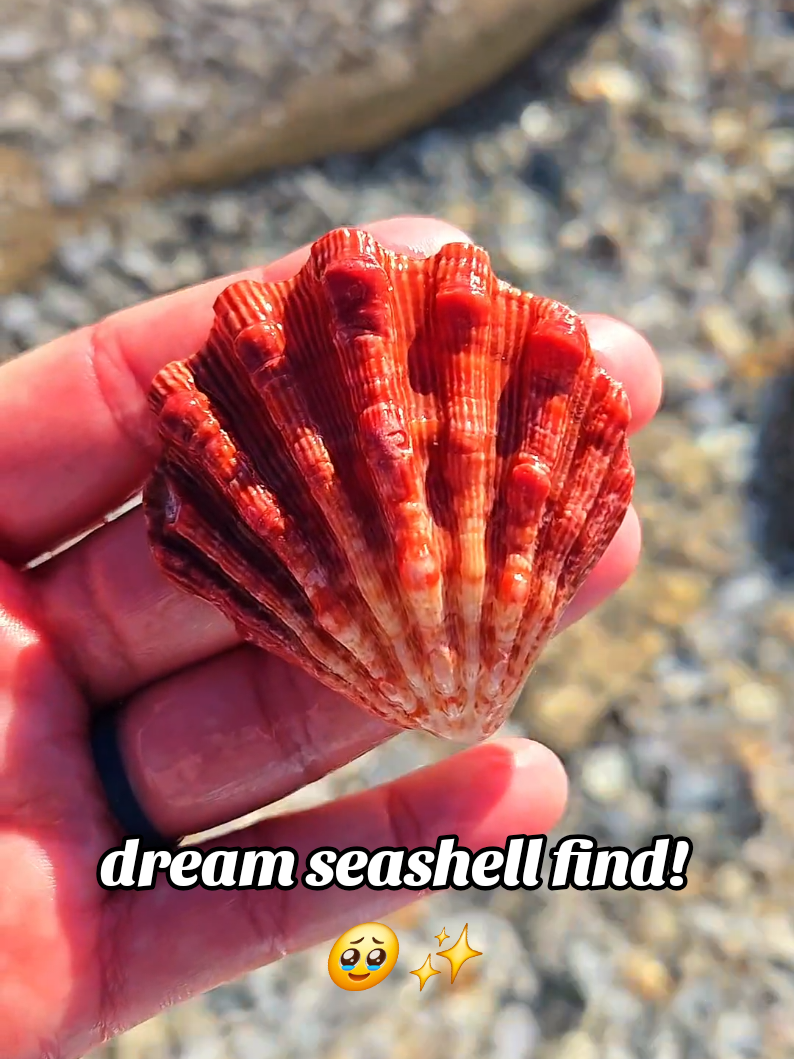 @The Seashell Mermaid ๐