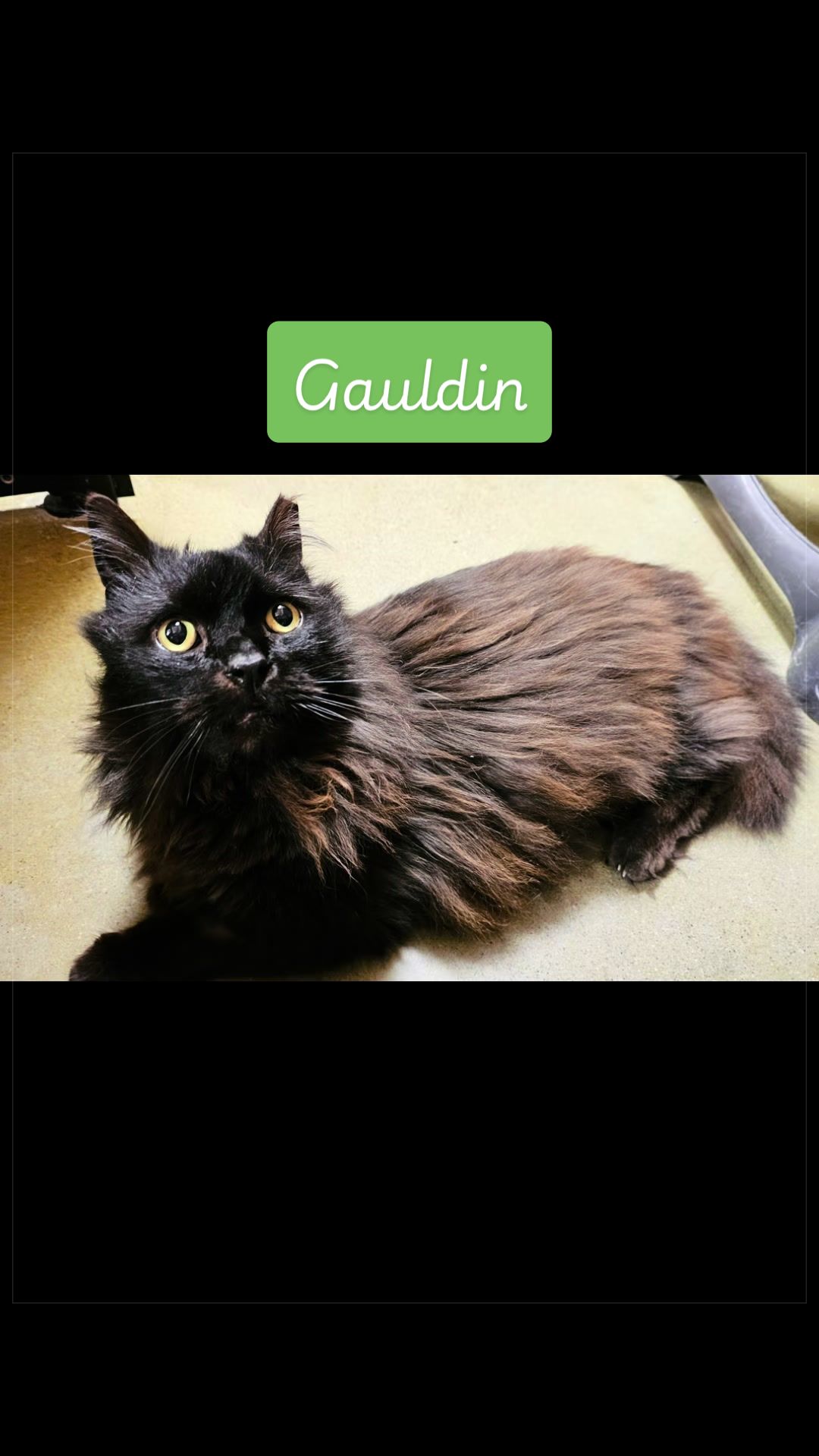 @Fancy Cats Rescue Team