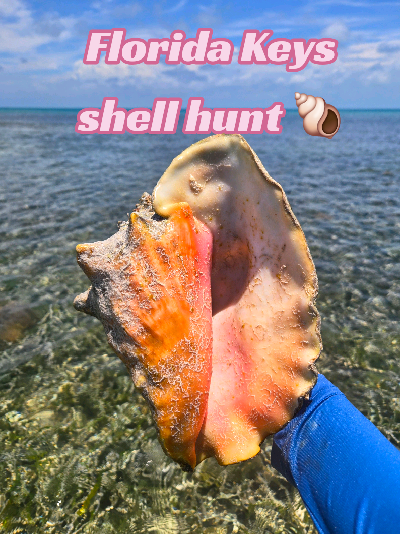 @The Seashell Mermaid 🐚