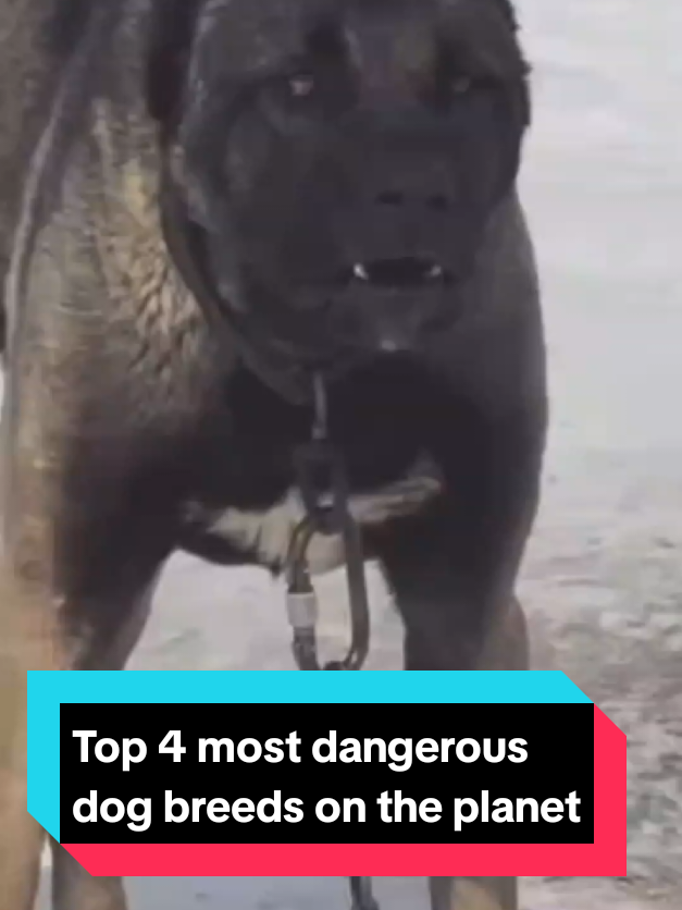 @The pet post