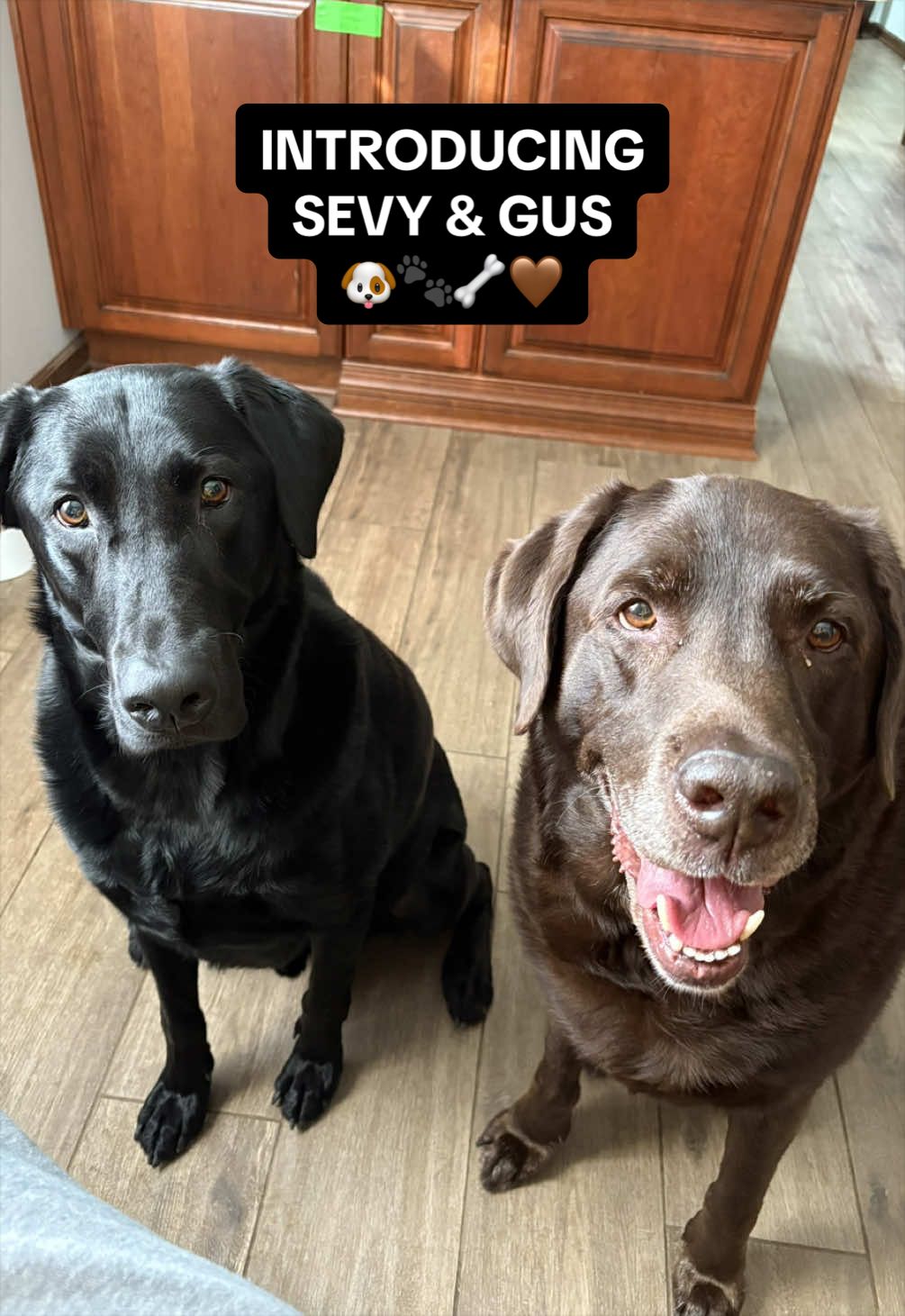 @Sevy and Gus 🐾