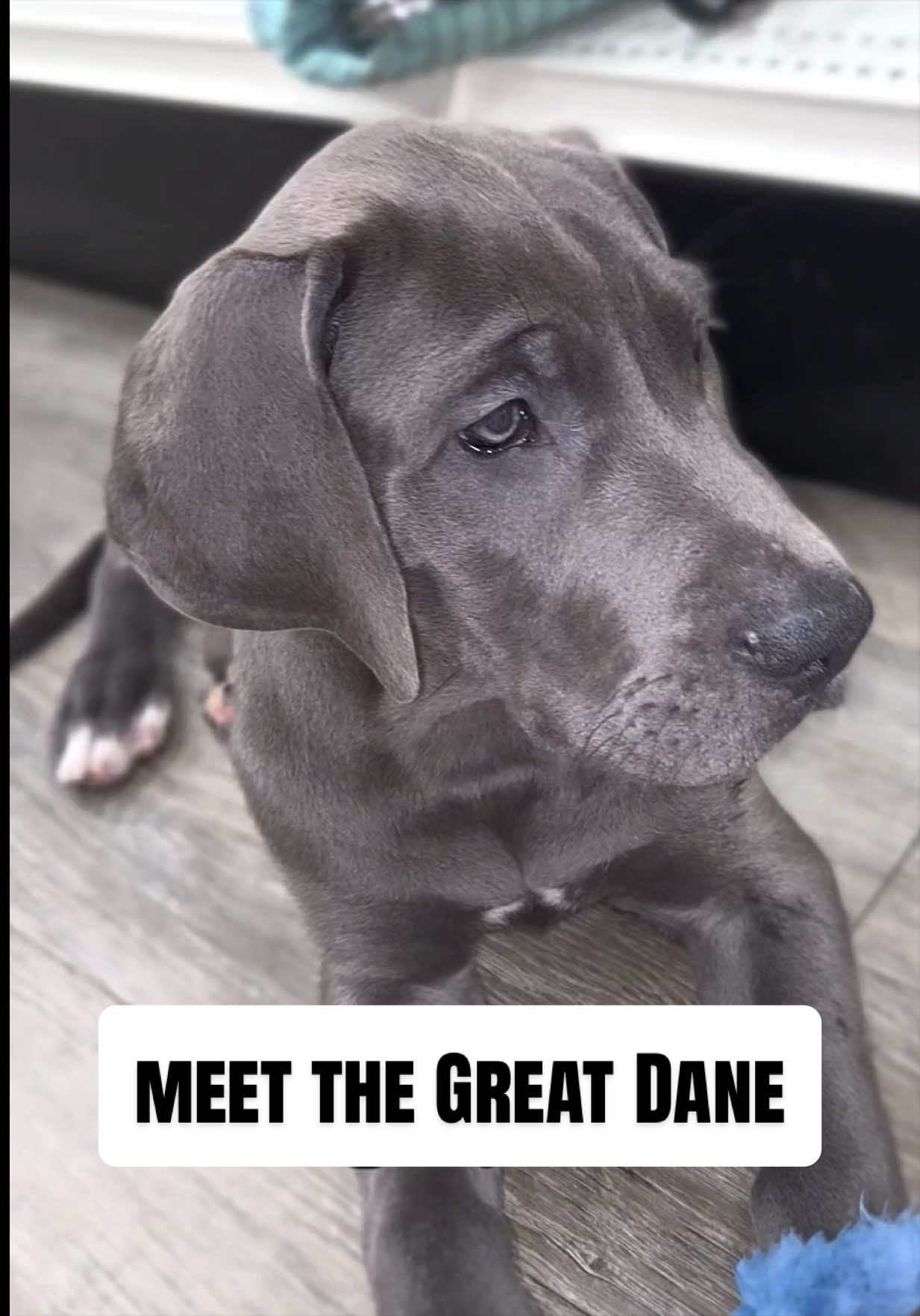 @Petland Oklahoma City