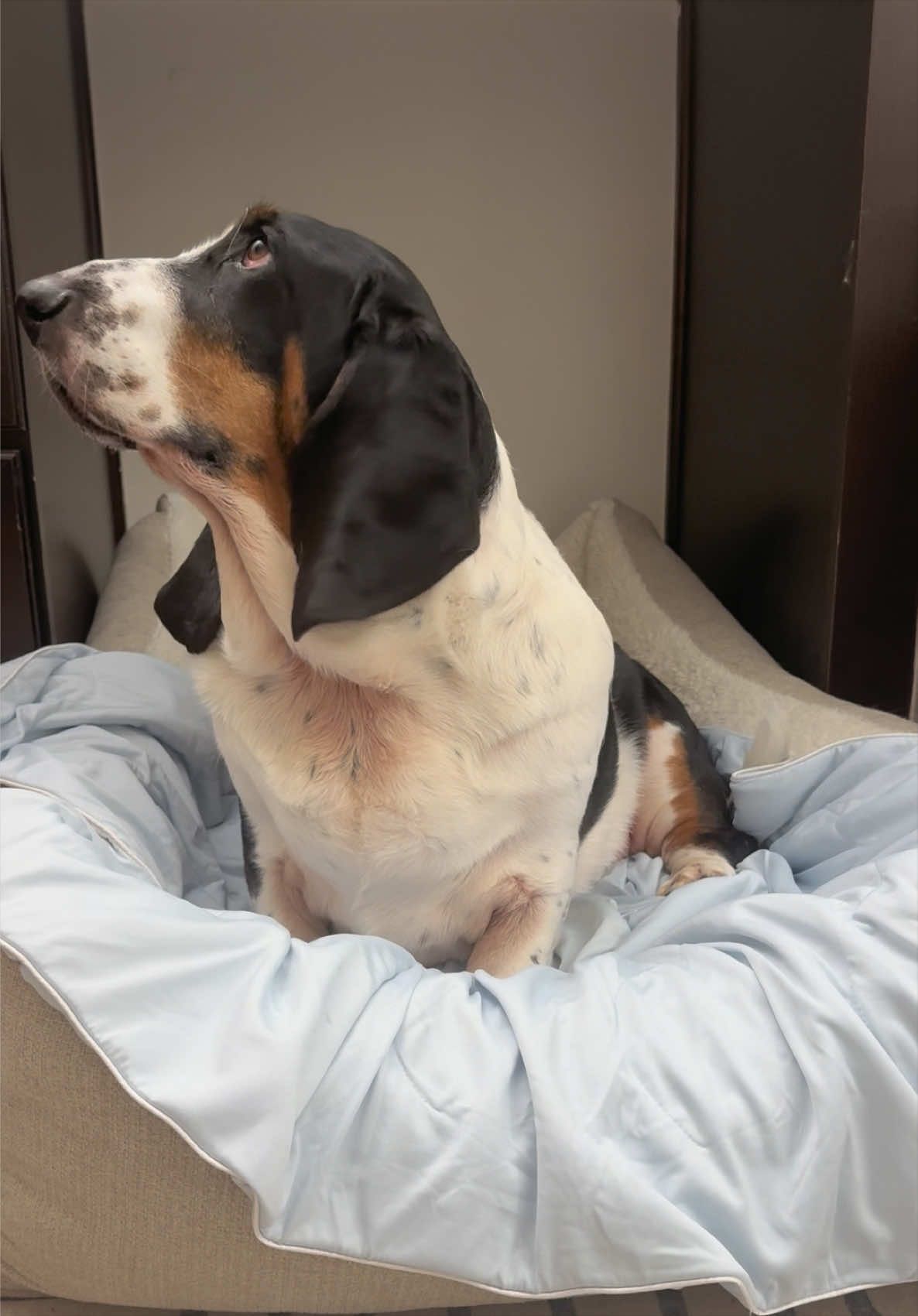 @🐾BillieBasset🐾