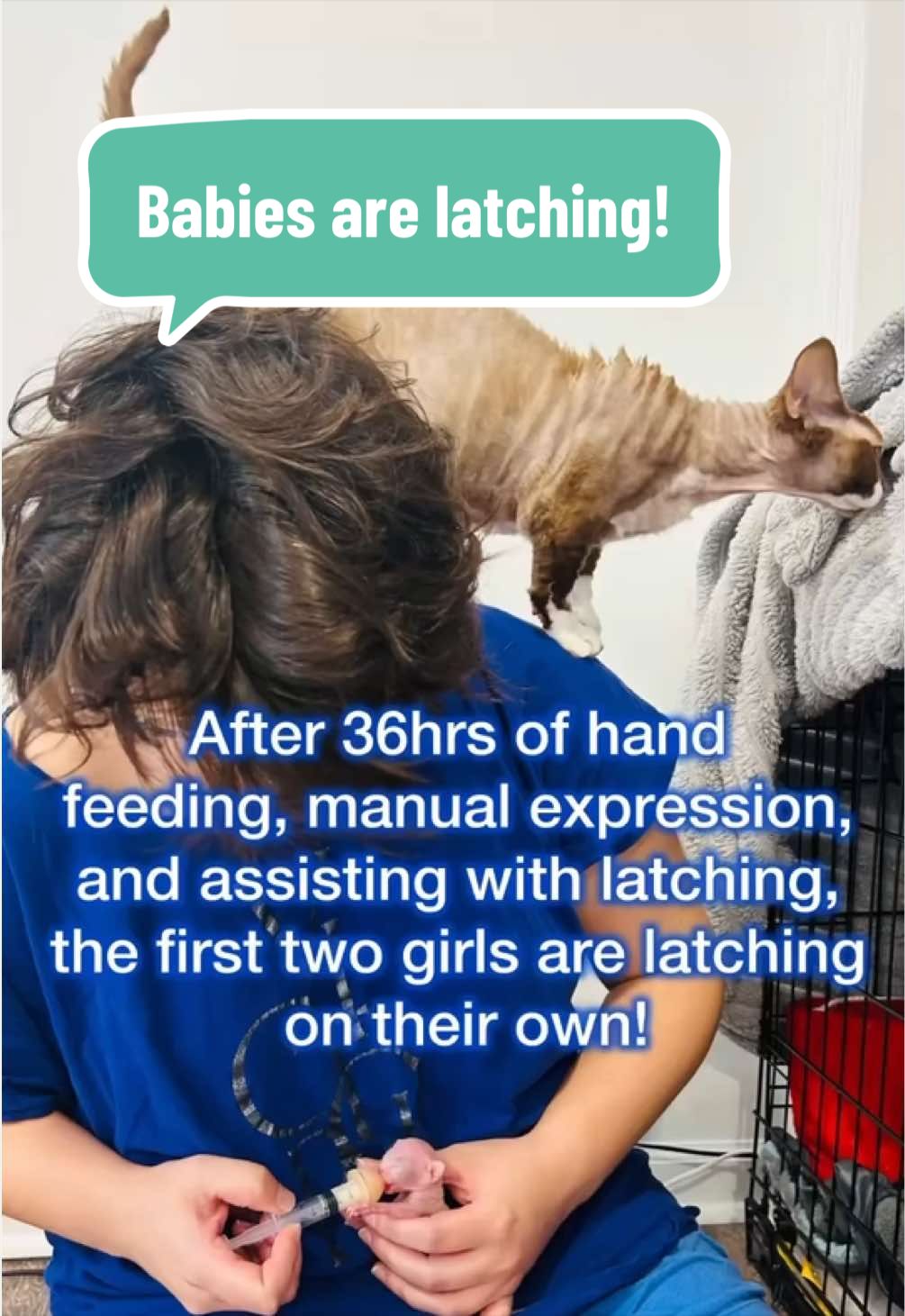 @Boba’s Buds Minskin Cats