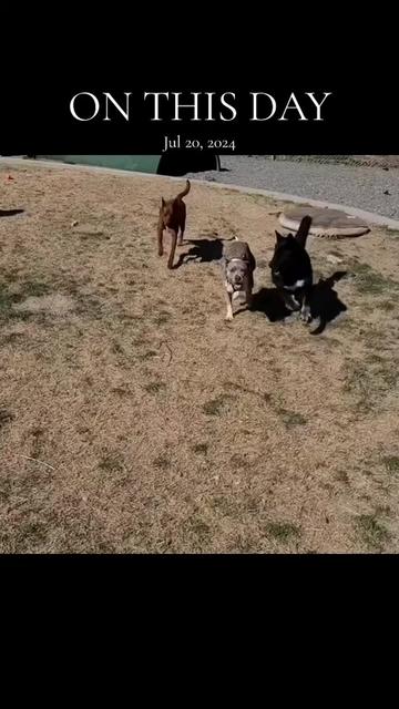 @Oatmeal 🐶🎧❤️🐕