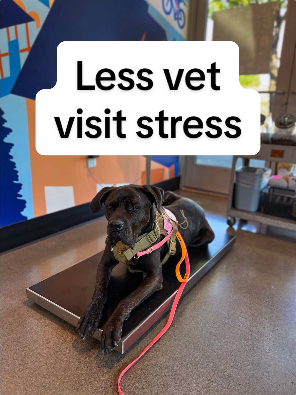 @lauren | dog behavior pro
