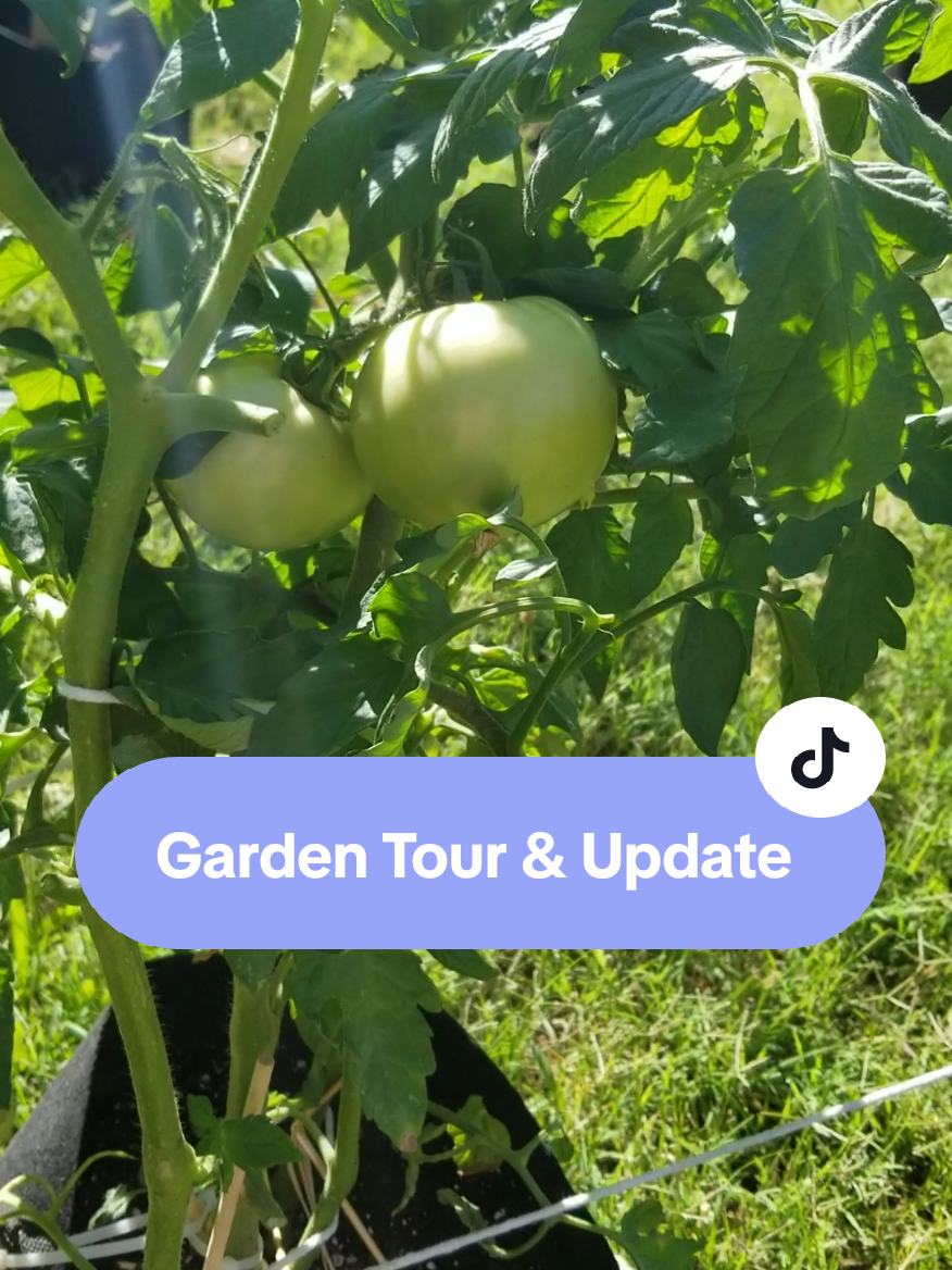 @CityChickenFarm