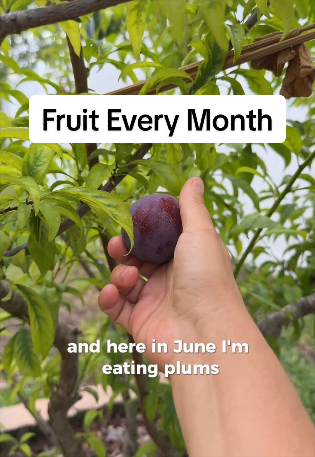@Homegrown Florida