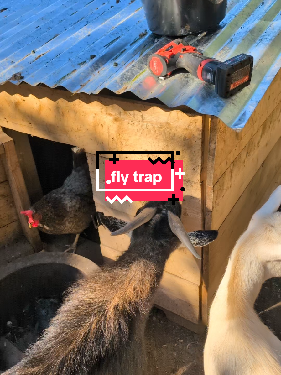 @Chickens & Bullies