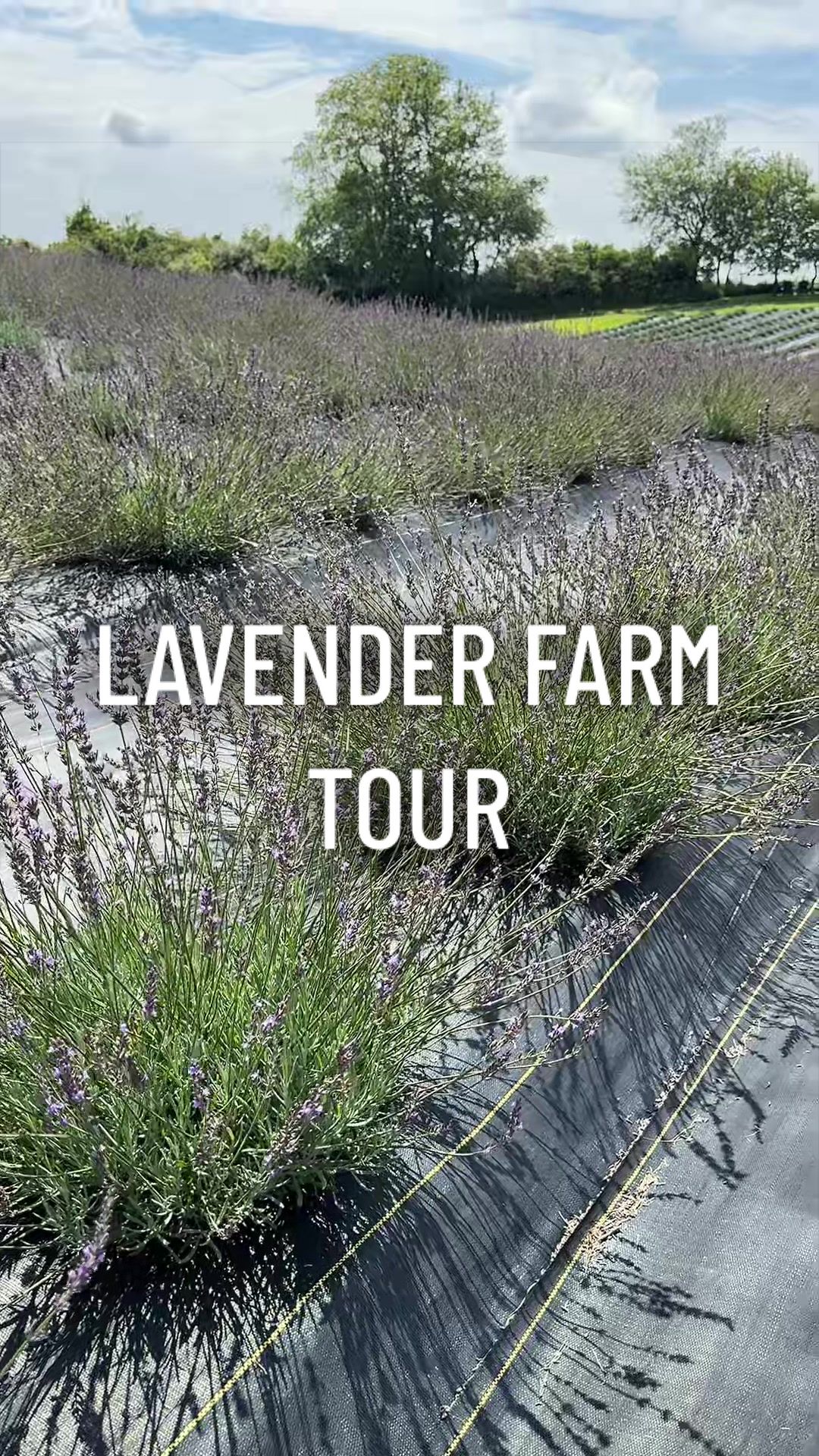 @gardeningindoors