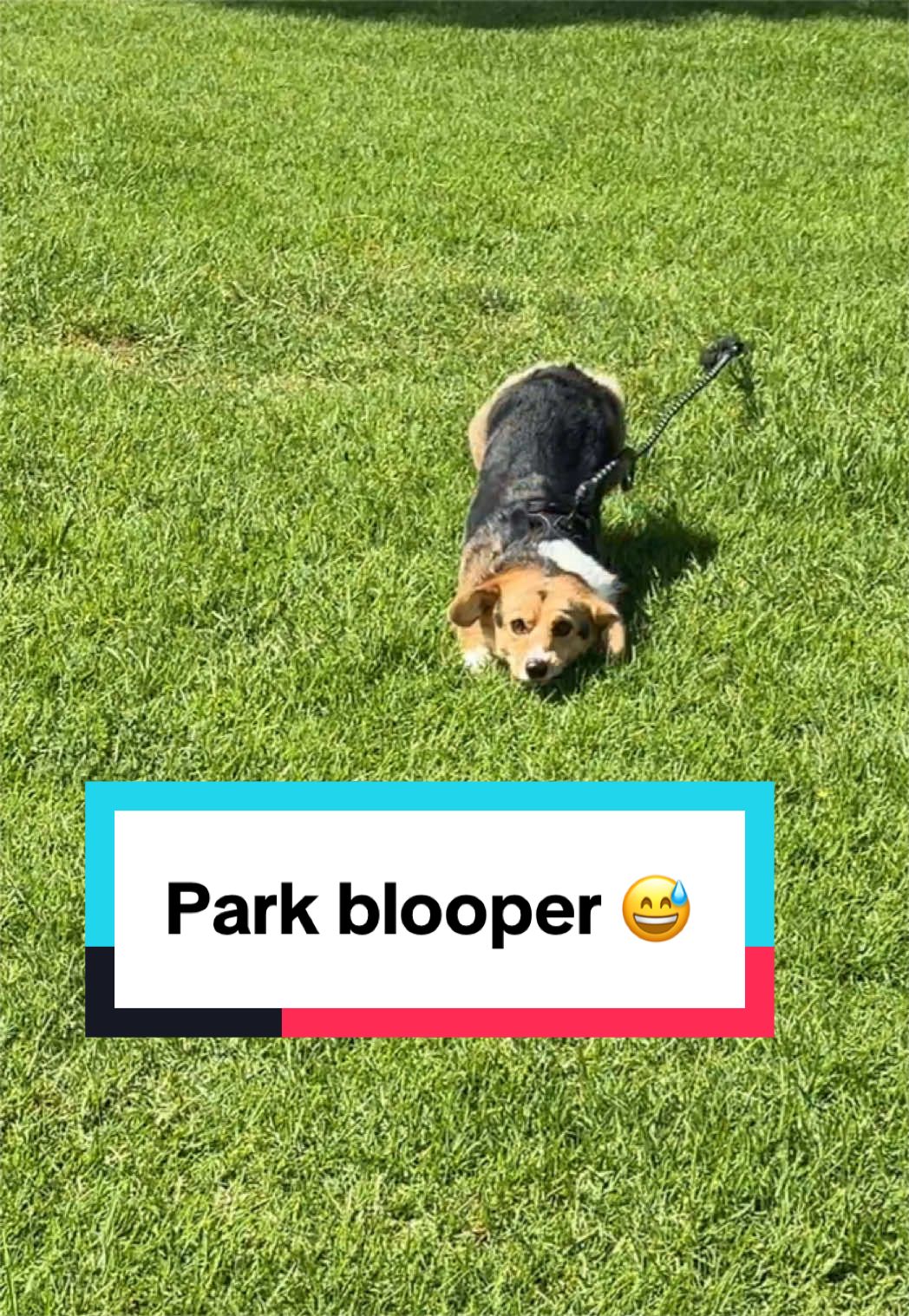 @hasbithecorgi