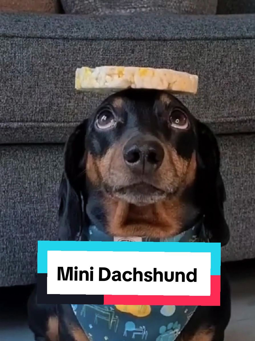 @petworld360