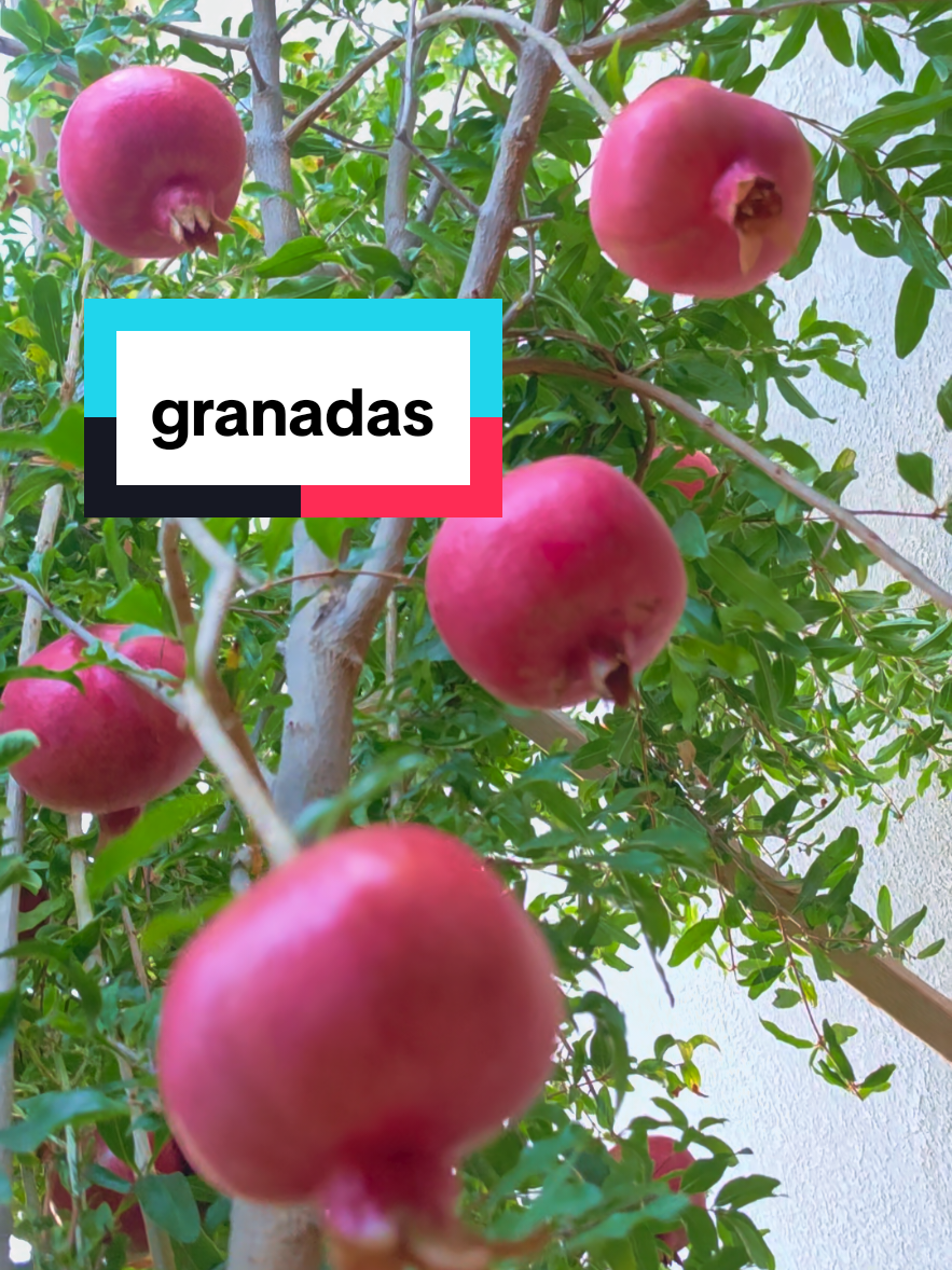 @𝔼𝕝 𝕛𝕒𝕣𝕕𝕚𝕟𝕕𝕖𝕐𝕠𝕪𝕒